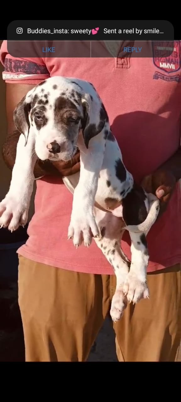 dog for sale near me In Pune